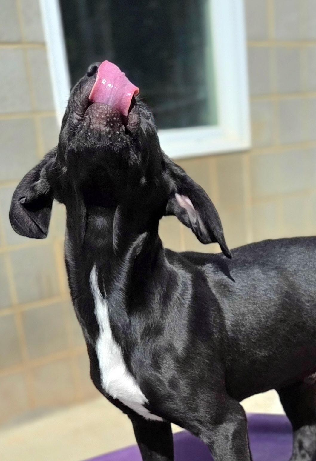 Enlarge Huckleberry, a ADOPTABLE mixed breed in Franklin, NC image 3/4