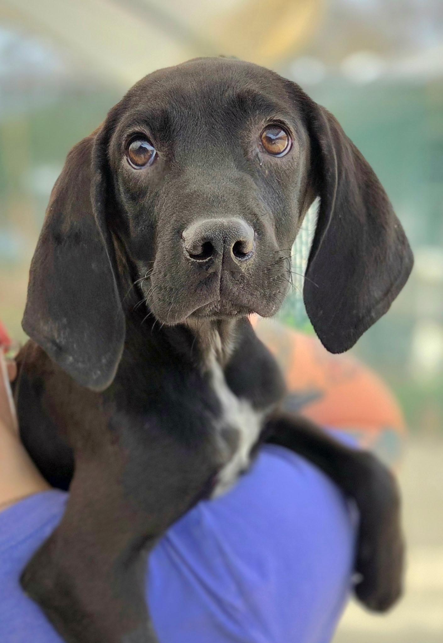 Huckleberry, ADOPTABLE, Young Male Hound.