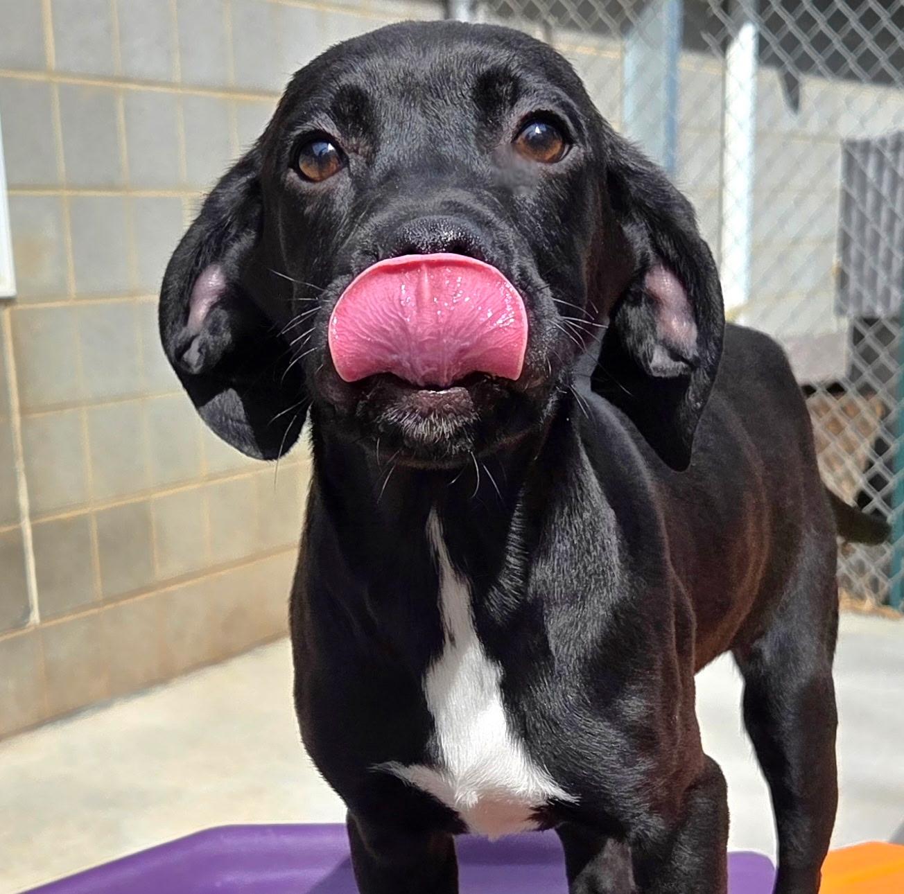 Enlarge Huckleberry, a ADOPTABLE mixed breed in Franklin, NC image 4/4