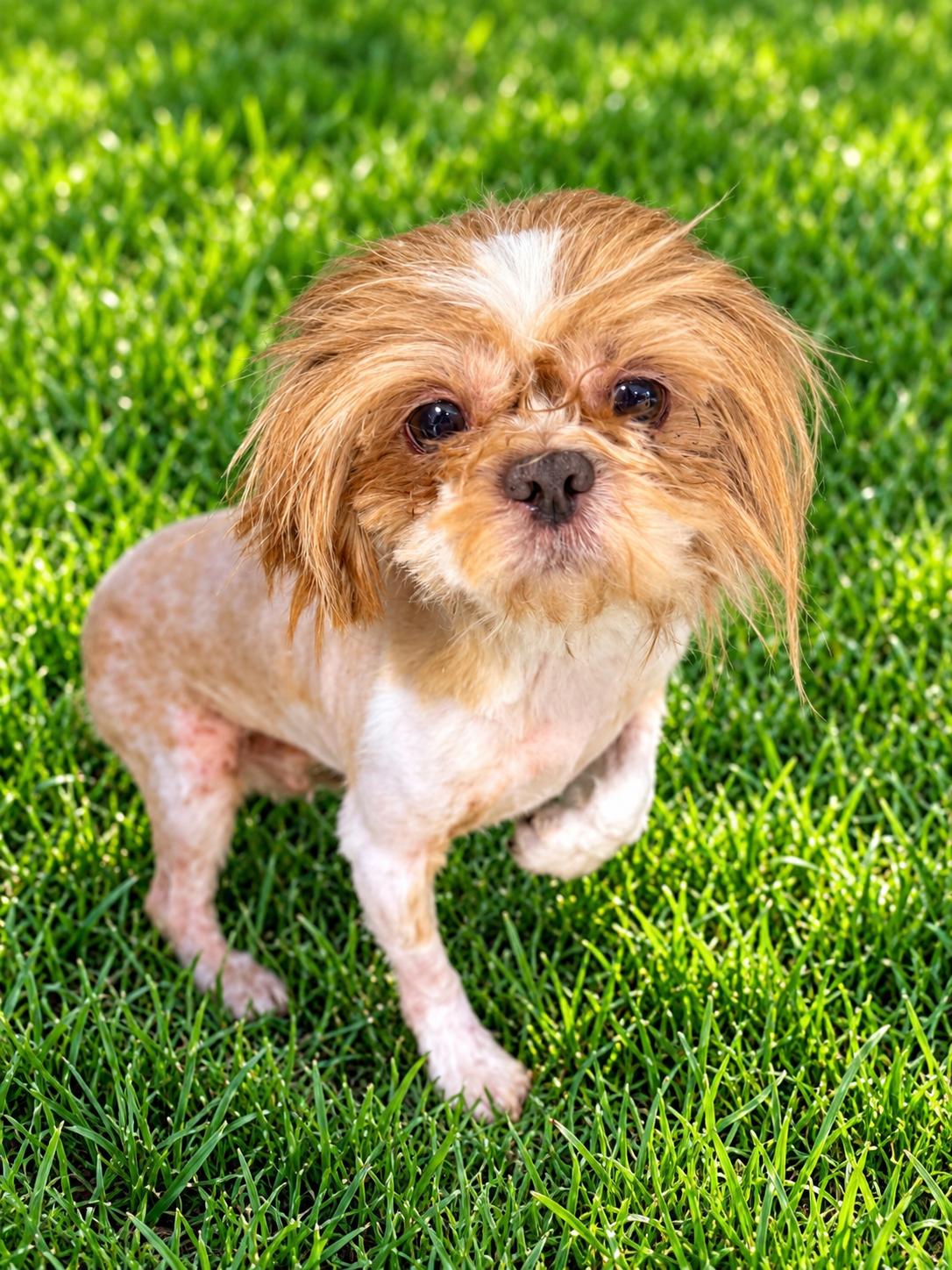 Theo, Adoptable, Adult Male Shih Tzu.