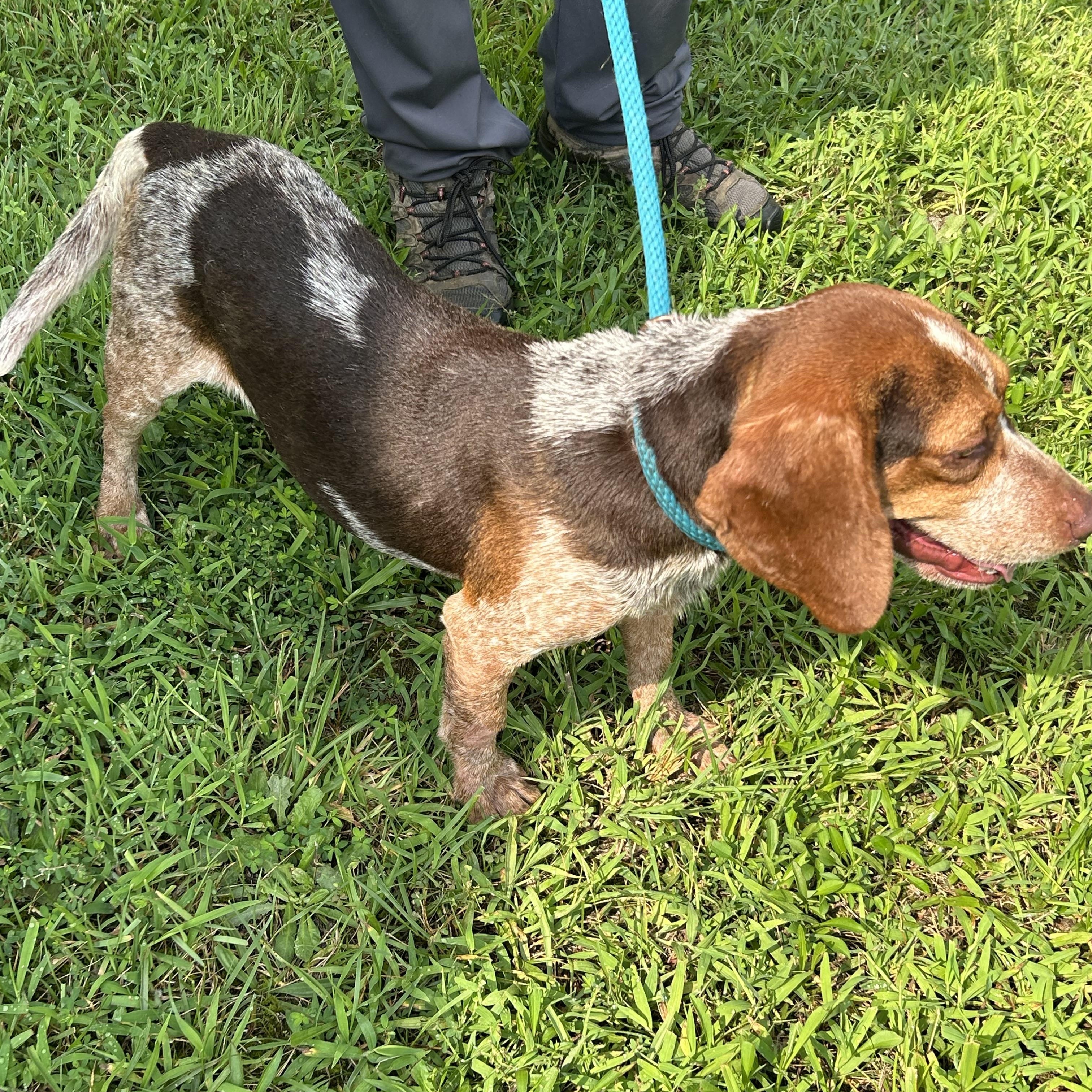 Stewart, a ADOPTABLE mixed breed in Charles City, VA image 5/5
