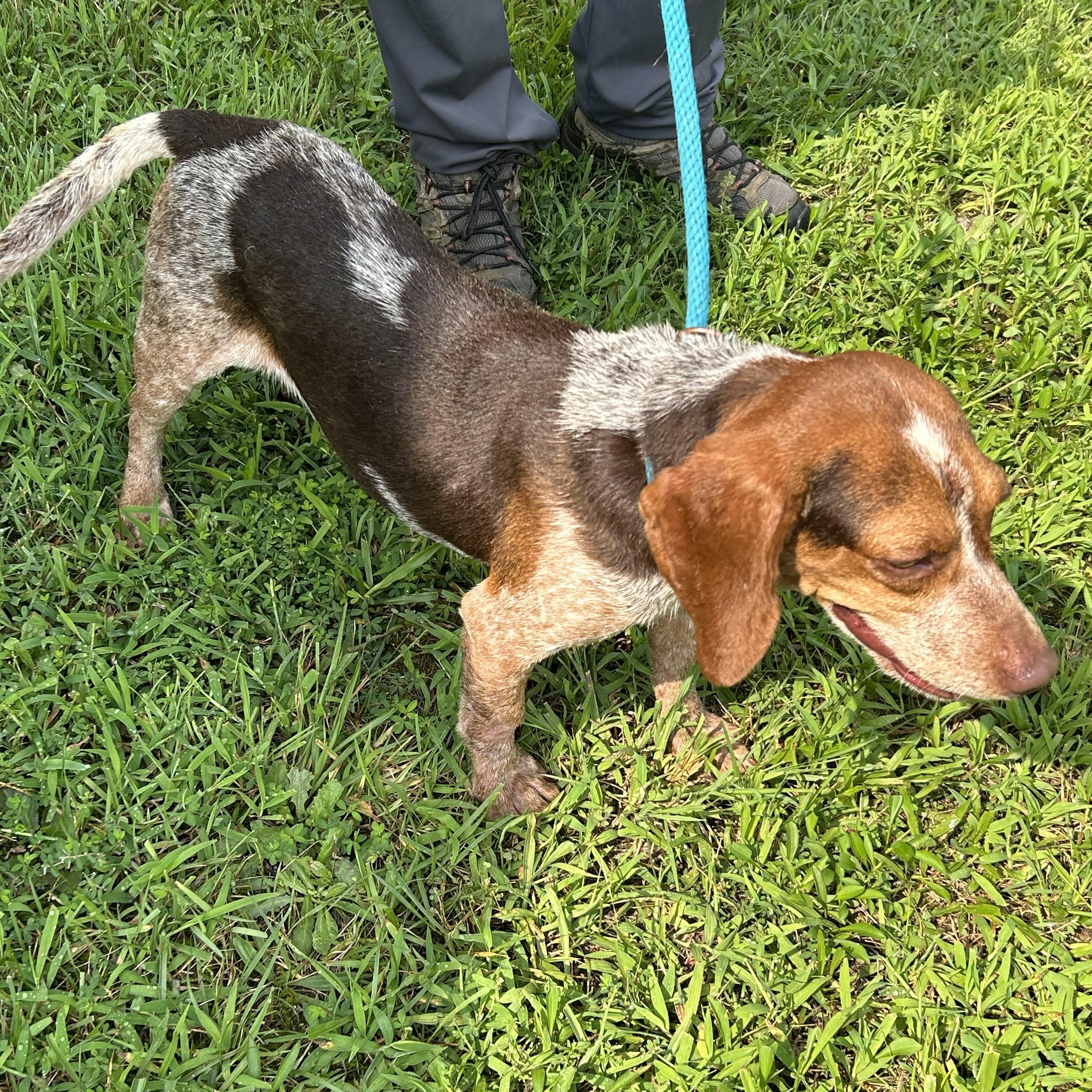 Stewart, a ADOPTABLE mixed breed in Charles City, VA image 3/5