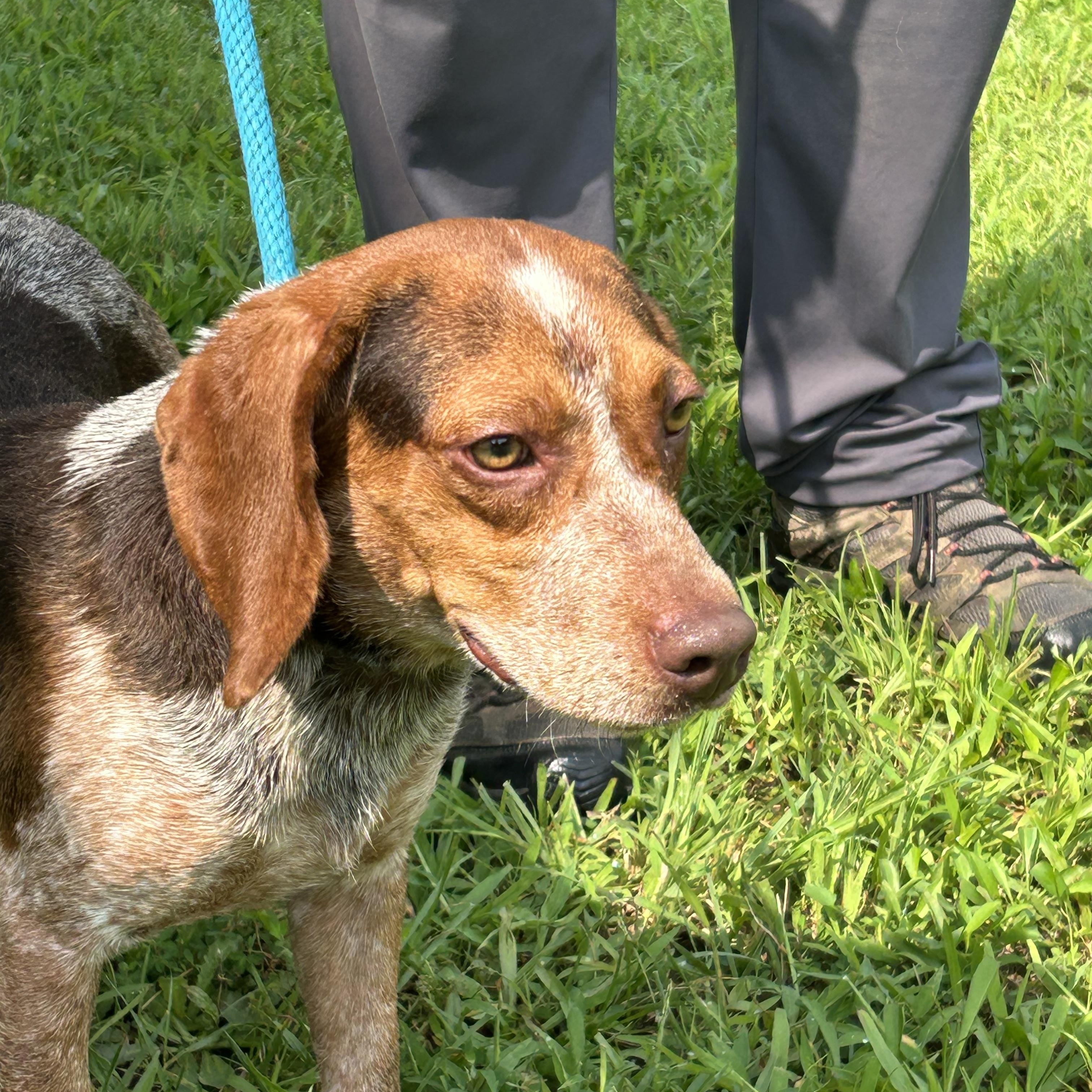 Stewart, a ADOPTABLE mixed breed in Charles City, VA image 1/5