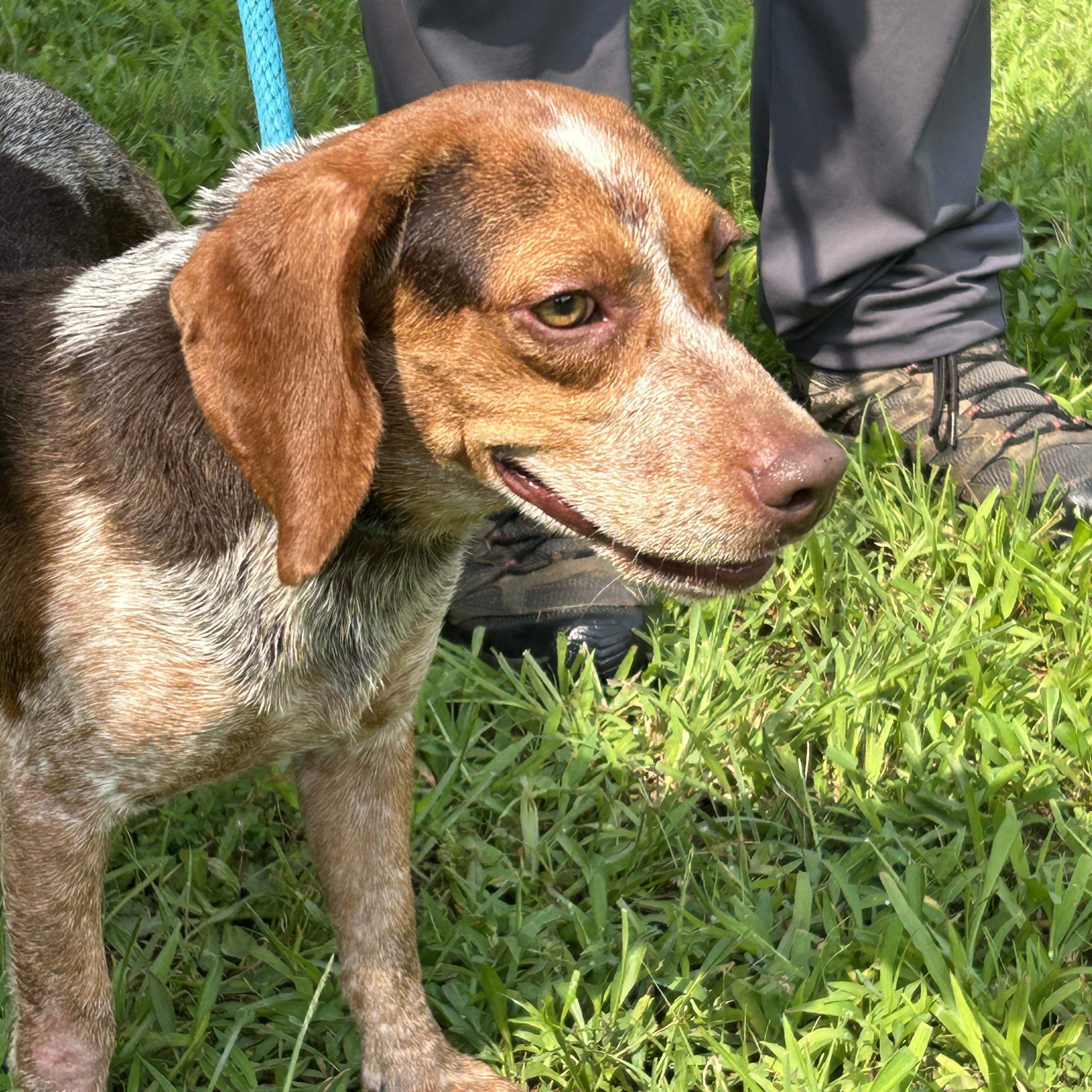 Stewart, a ADOPTABLE mixed breed in Charles City, VA image 4/5