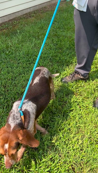 Enlarge Stewart, a ADOPTABLE mixed breed in Charles City, VA video 2/5