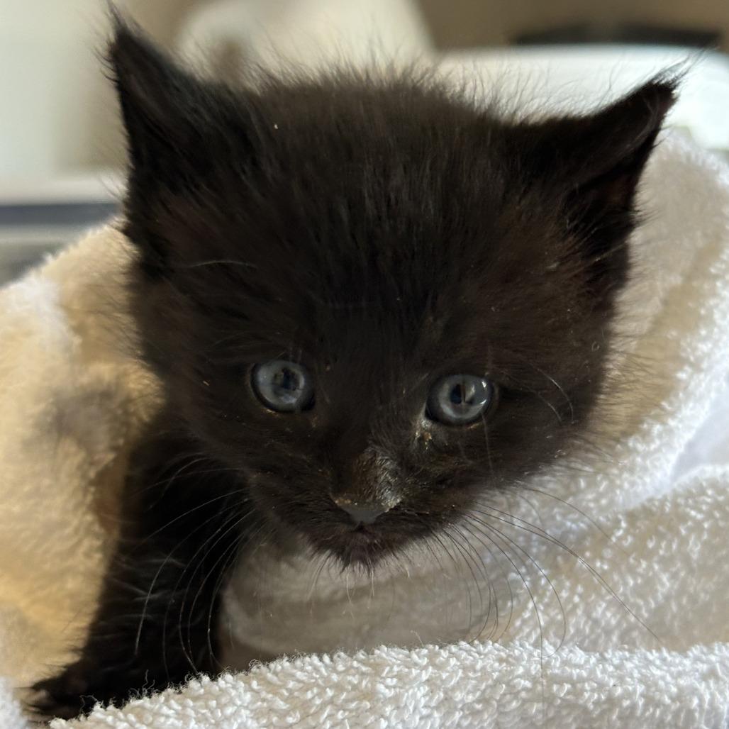 Flint, Adoptable, Kitten Male Domestic Medium Hair.