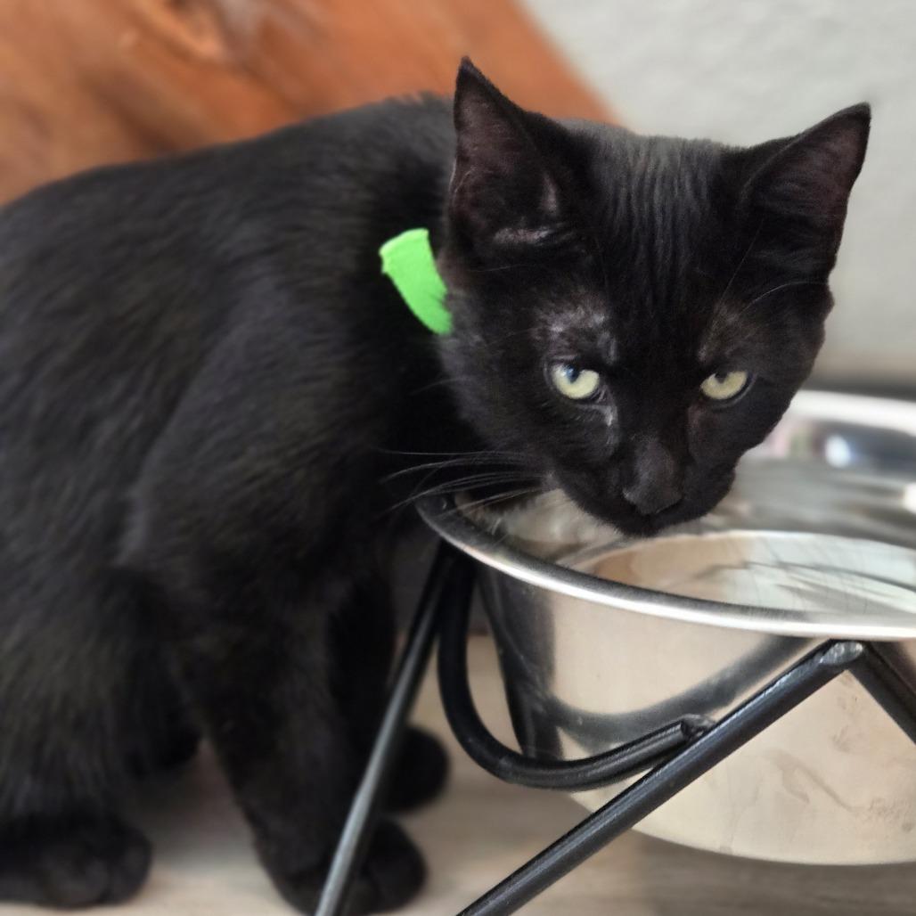 Enlarge Flint, a Adoptable Domestic Medium Hair in Durango, CO image 2/3