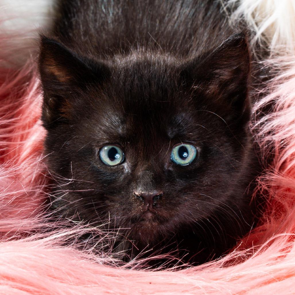 Enlarge Flint, a Adoptable Domestic Medium Hair in Durango, CO image 3/3
