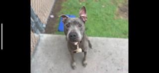 BUD, Adoptable, Senior Male Pit Bull Terrier.