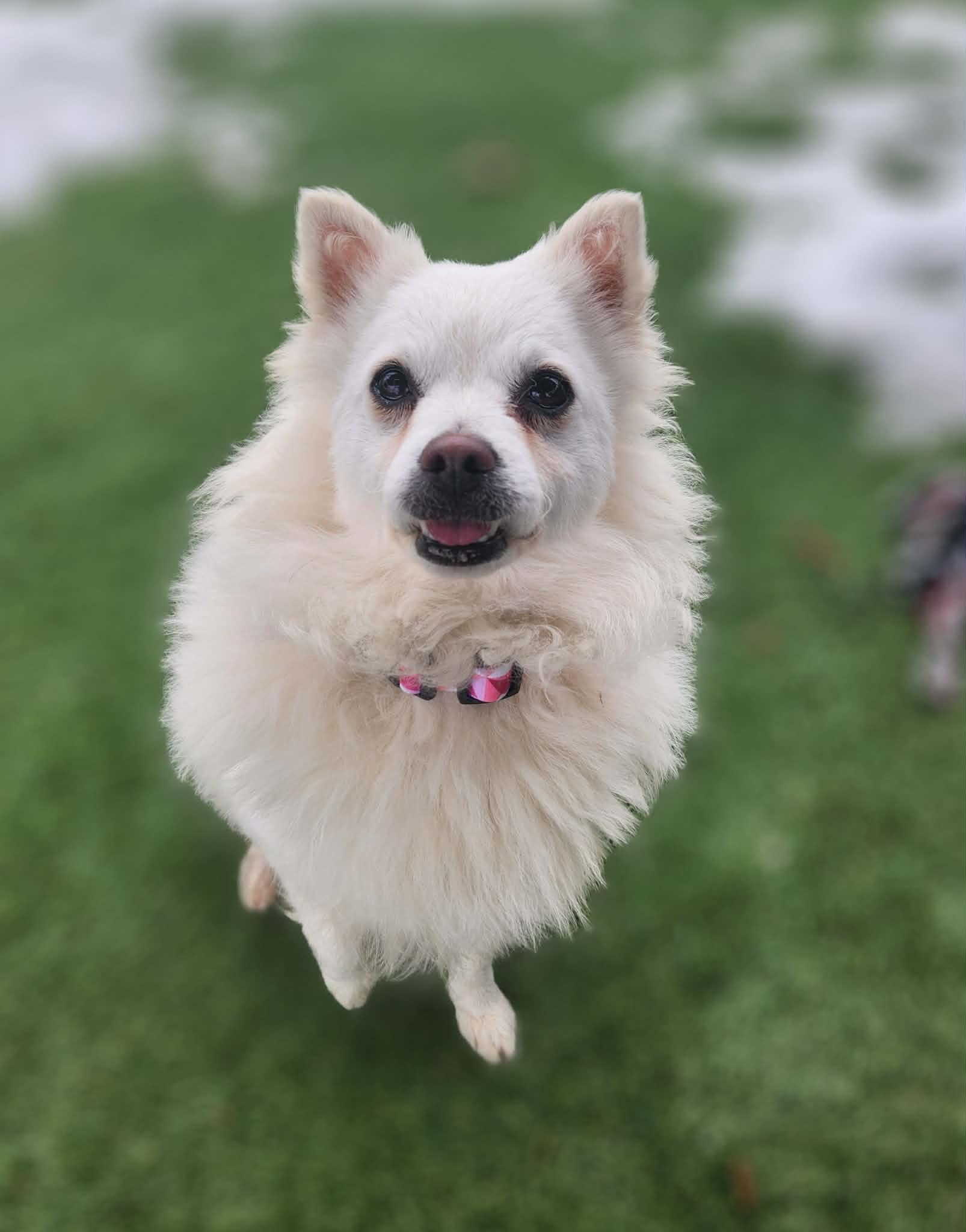 Sheila , ADOPTABLE, Adult Female American Eskimo Dog.