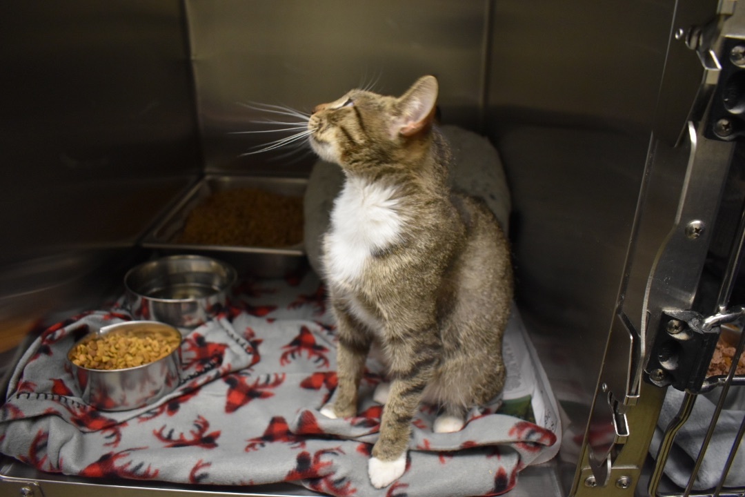 Azalea, a Adoptable Domestic Short Hair in Milledgeville, GA image 1/2