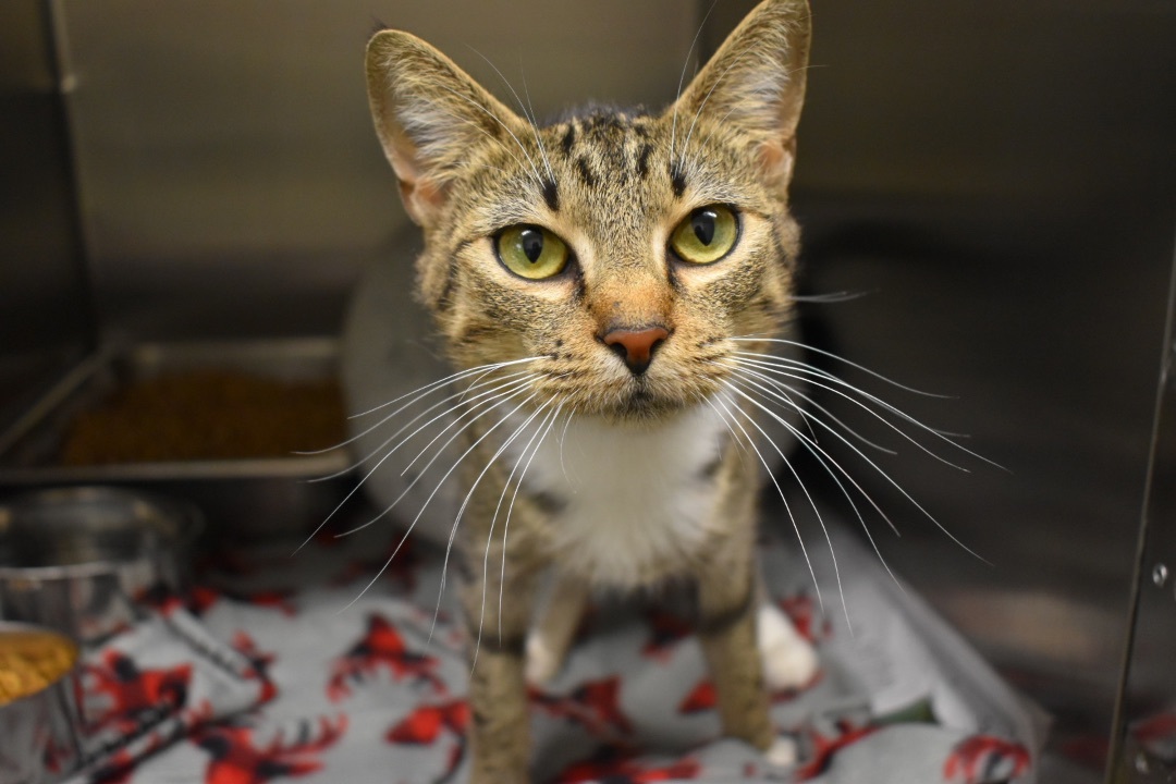 Azalea, a Adoptable Domestic Short Hair in Milledgeville, GA image 2/2