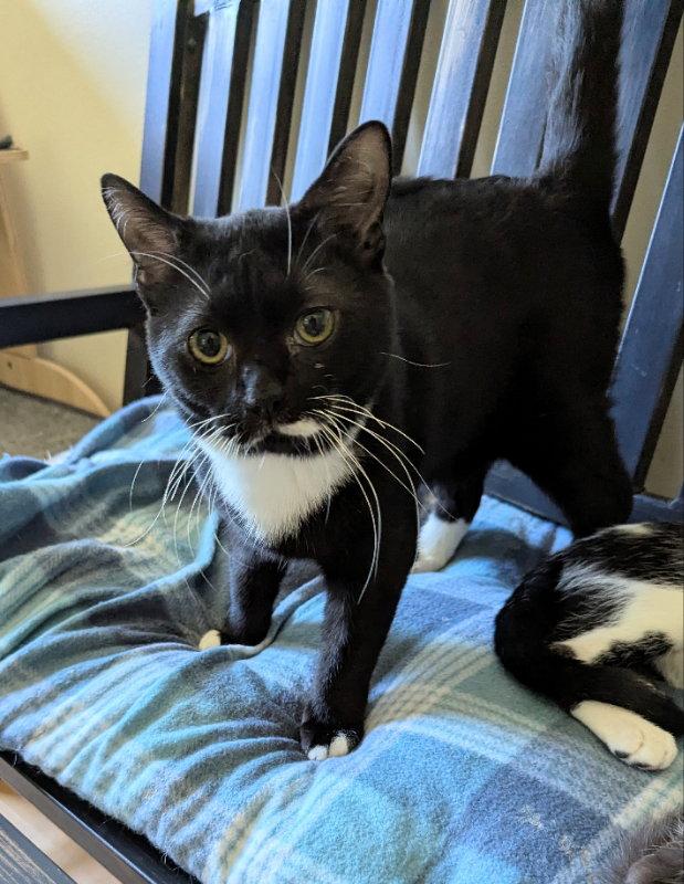 Jolly Rancher, Adopted, Young Male Domestic Short Hair.