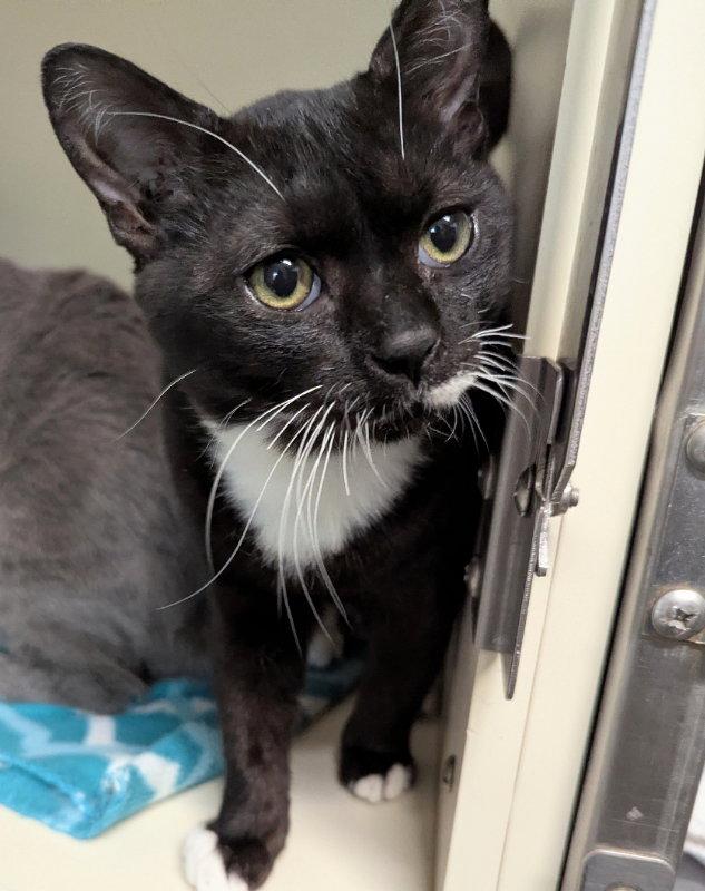 Jolly Rancher, a Adopted Domestic Short Hair in Ocala, FL image 2/3