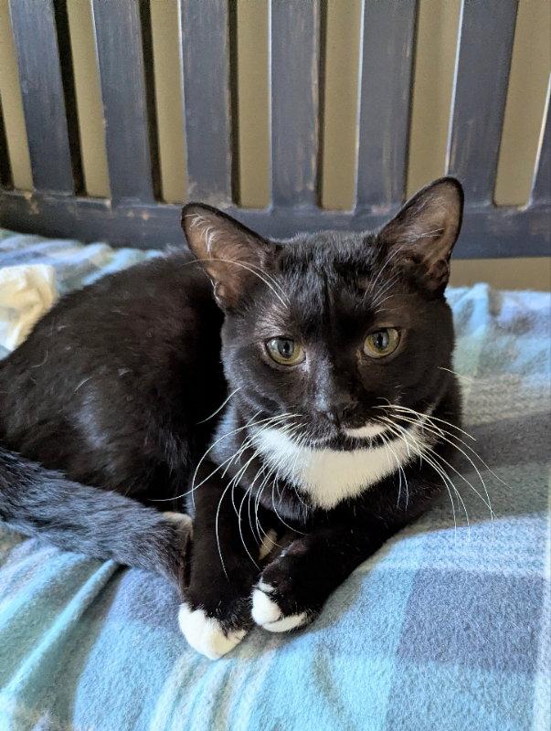Jolly Rancher, a Adopted Domestic Short Hair in Ocala, FL image 3/3