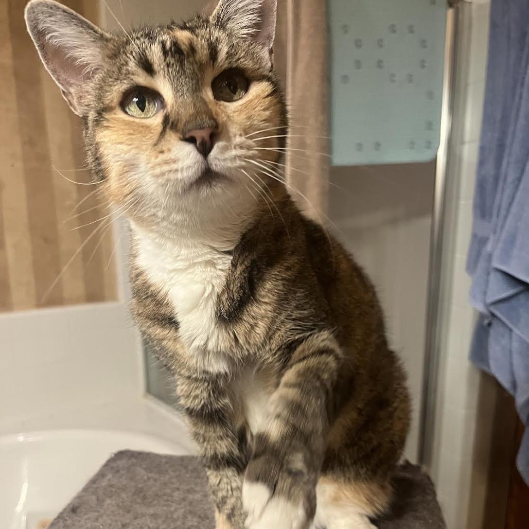 Enlarge Magnolia, a Adoptable Domestic Short Hair in Morgan Hill, CA image 3/6