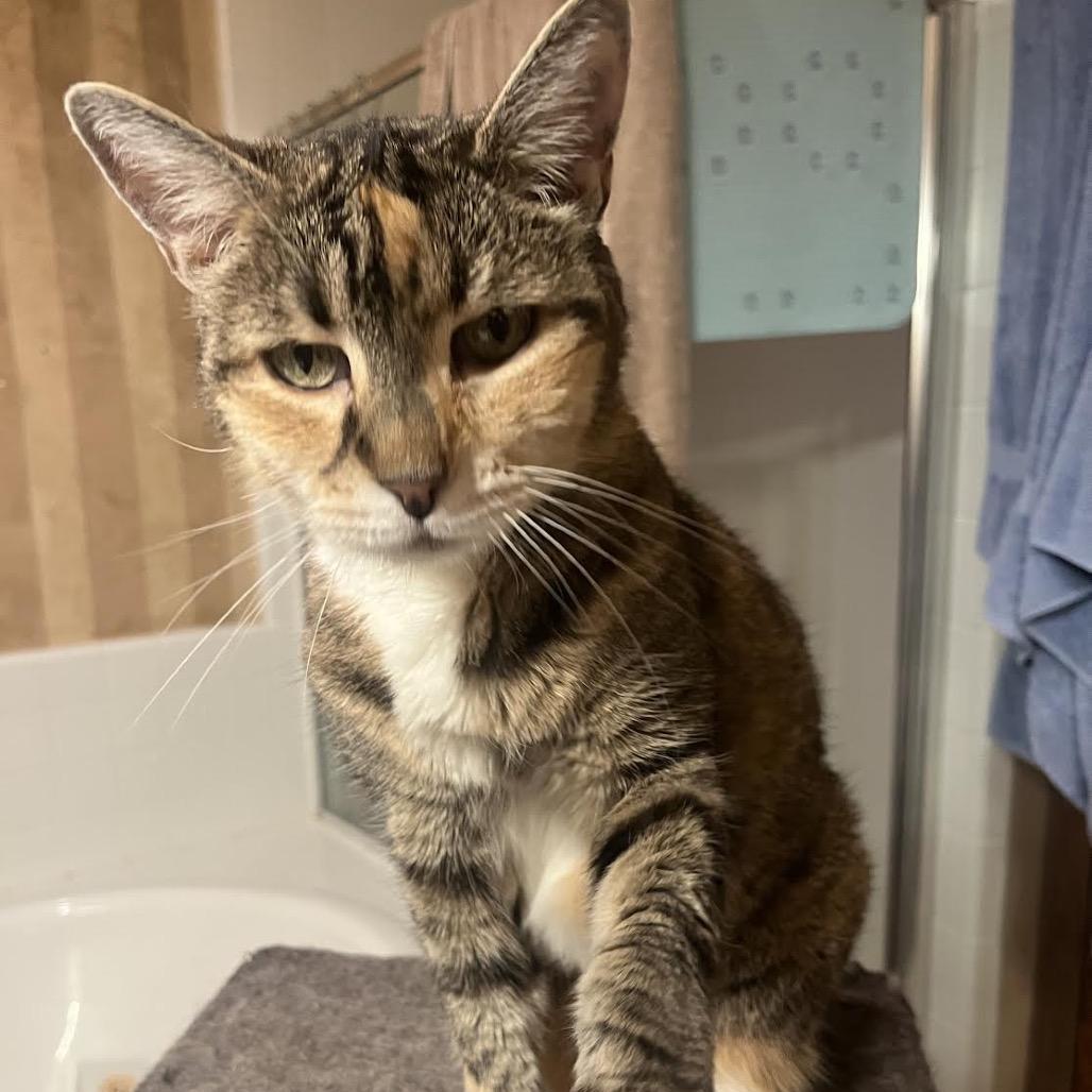 Enlarge Magnolia, a Adoptable Domestic Short Hair in Morgan Hill, CA image 6/6