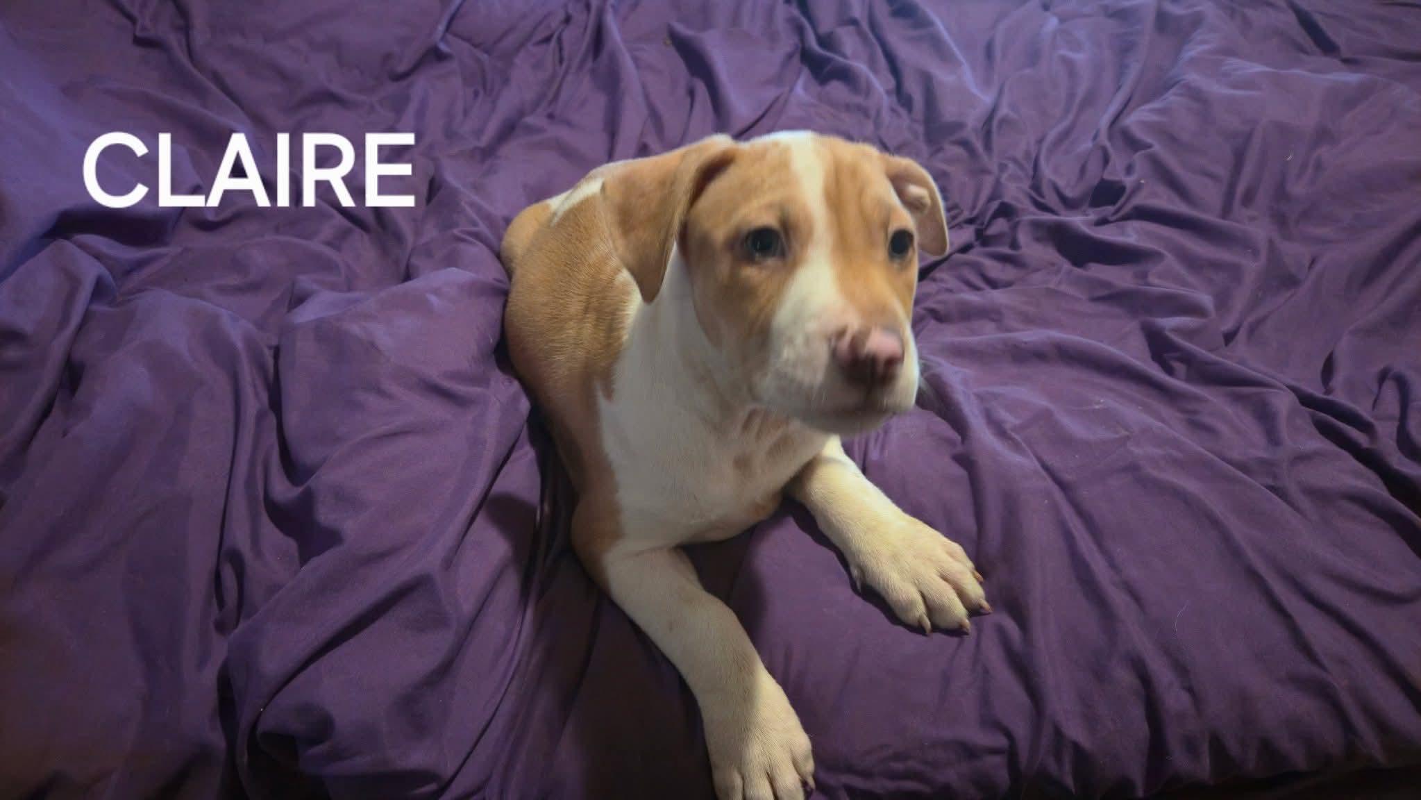 Claire, adopted, Puppy Female American Bulldog.