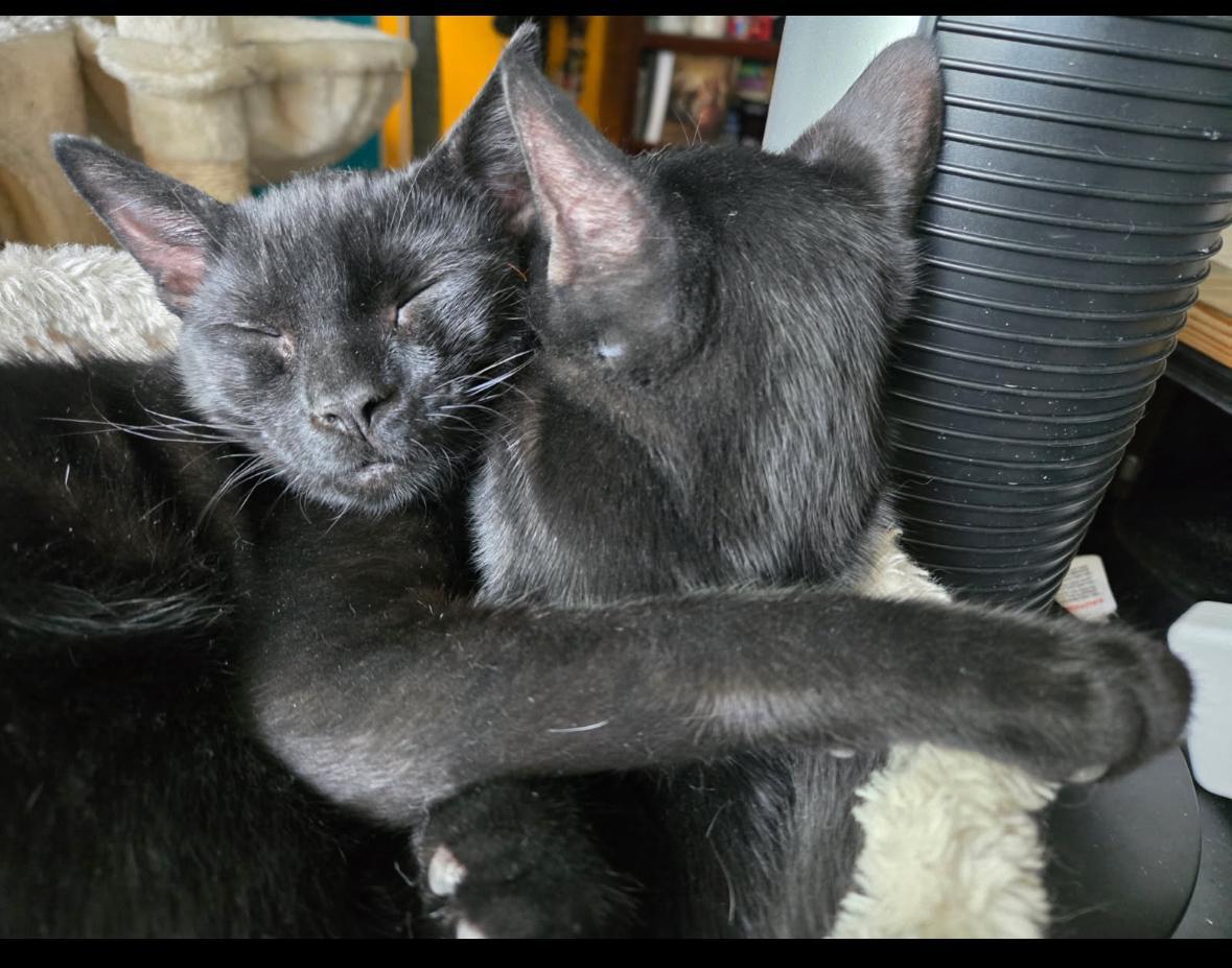 Gwyn , Gareth & Groth ( loving , Lap kittens), Adoptable, Kitten Male American Shorthair.