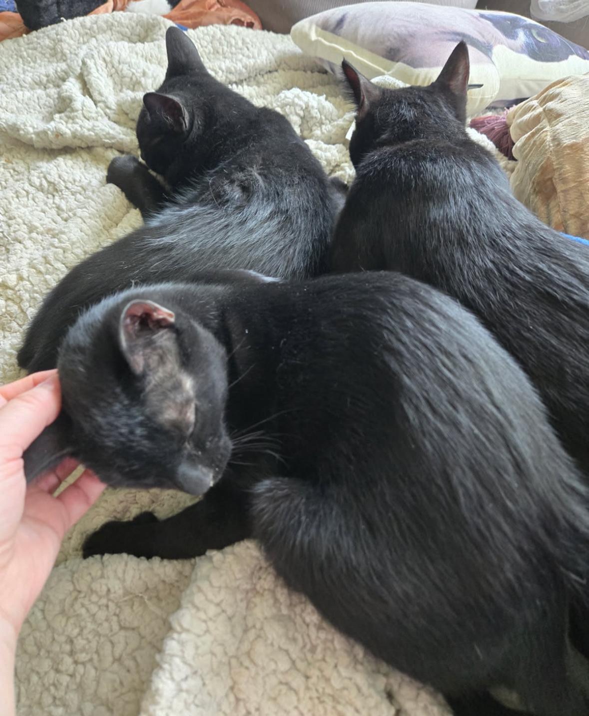 Enlarge Gwyn , Gareth & Groth ( loving , Lap kittens), a Adoptable American Shorthair image 2/6