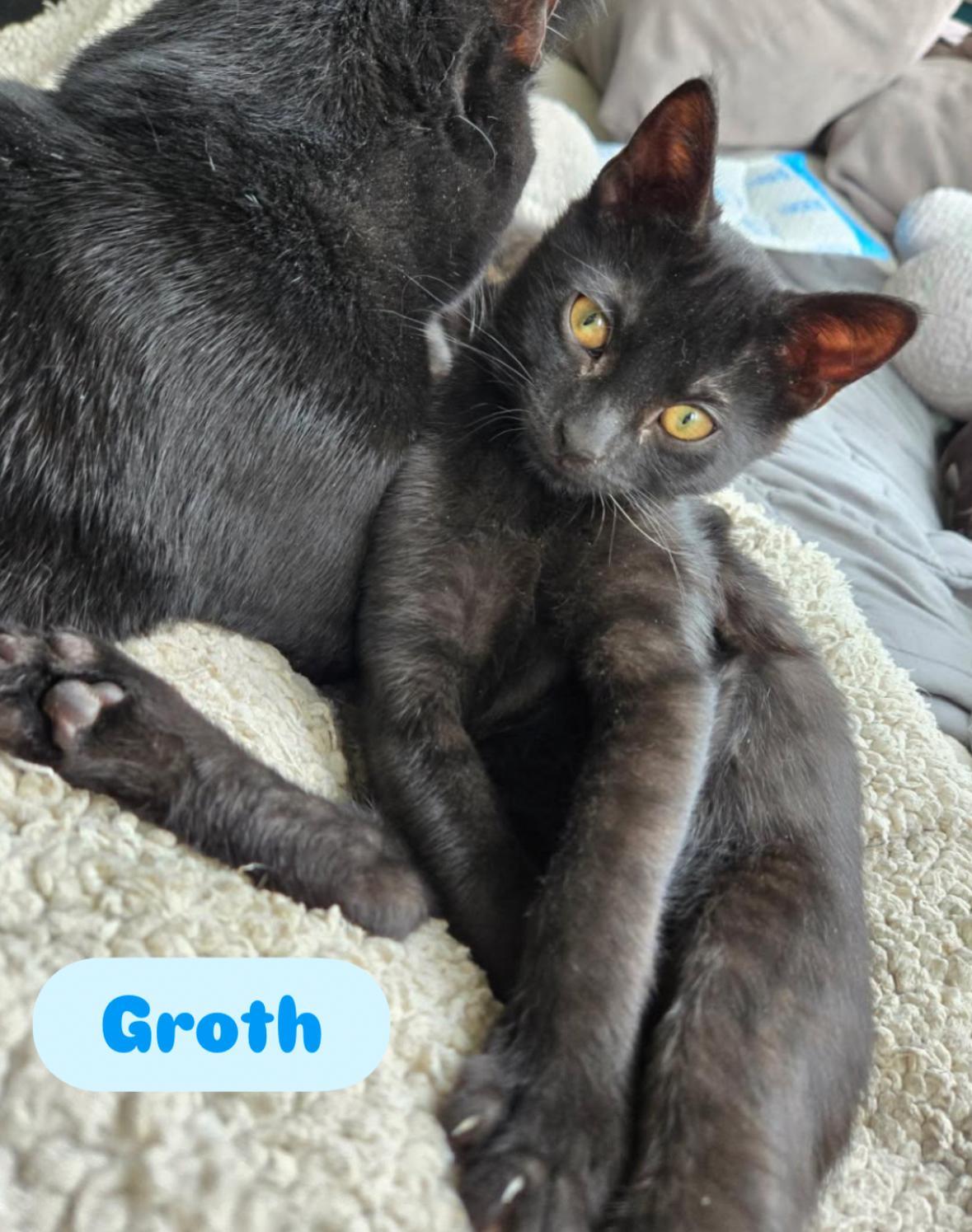 Enlarge Gwyn , Gareth & Groth ( loving , Lap kittens), a Adoptable American Shorthair image 3/6