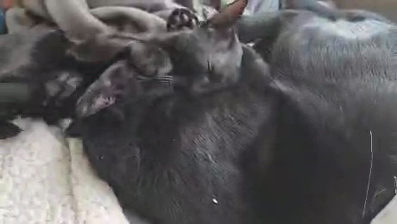 Enlarge Gwyn , Gareth & Groth ( loving , Lap kittens), a Adoptable American Shorthair video 6/6