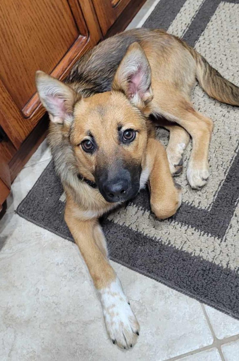 Enlarge Paxton!, a ADOPTABLE mixed breed in Roseville, CA image 2/5