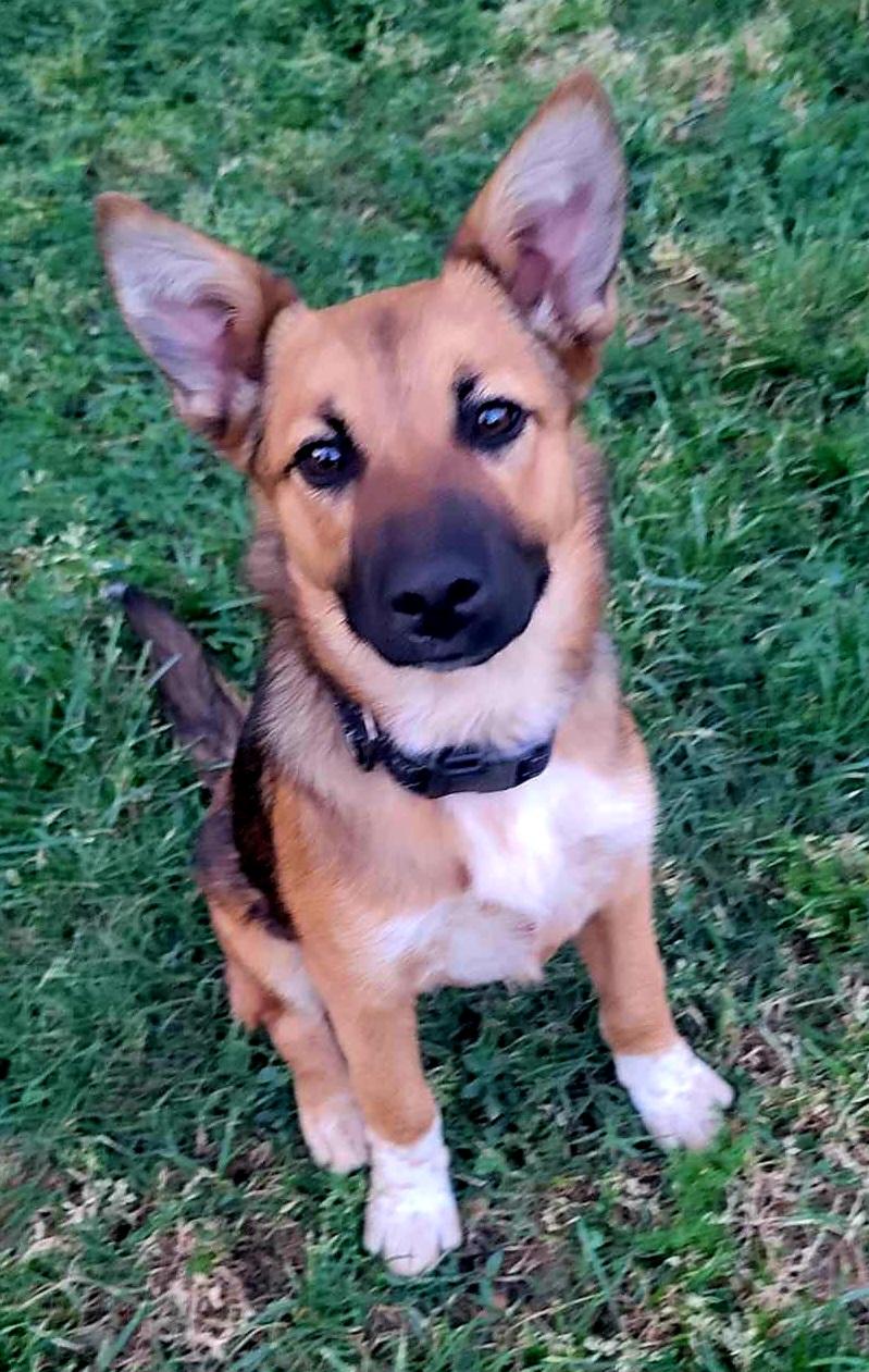 Enlarge Paxton!, a ADOPTABLE mixed breed in Roseville, CA image 4/5