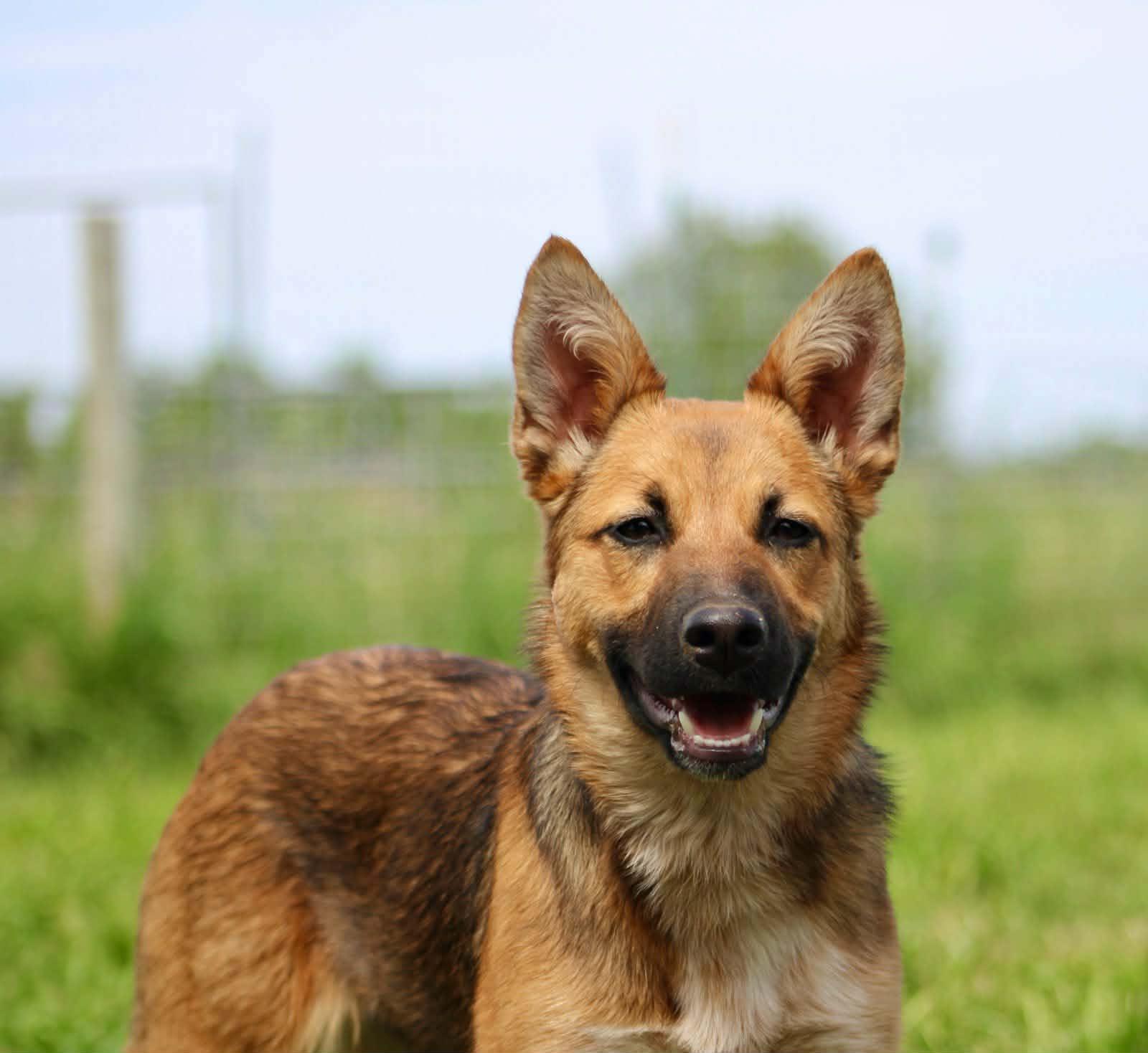 Enlarge Paxton!, a ADOPTABLE mixed breed in Roseville, CA image 5/6