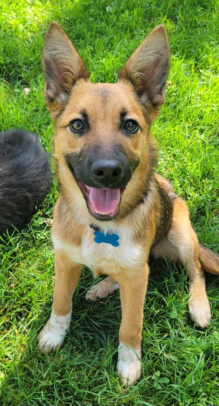 Paxton!, ADOPTABLE, Young Female Shepherd.
