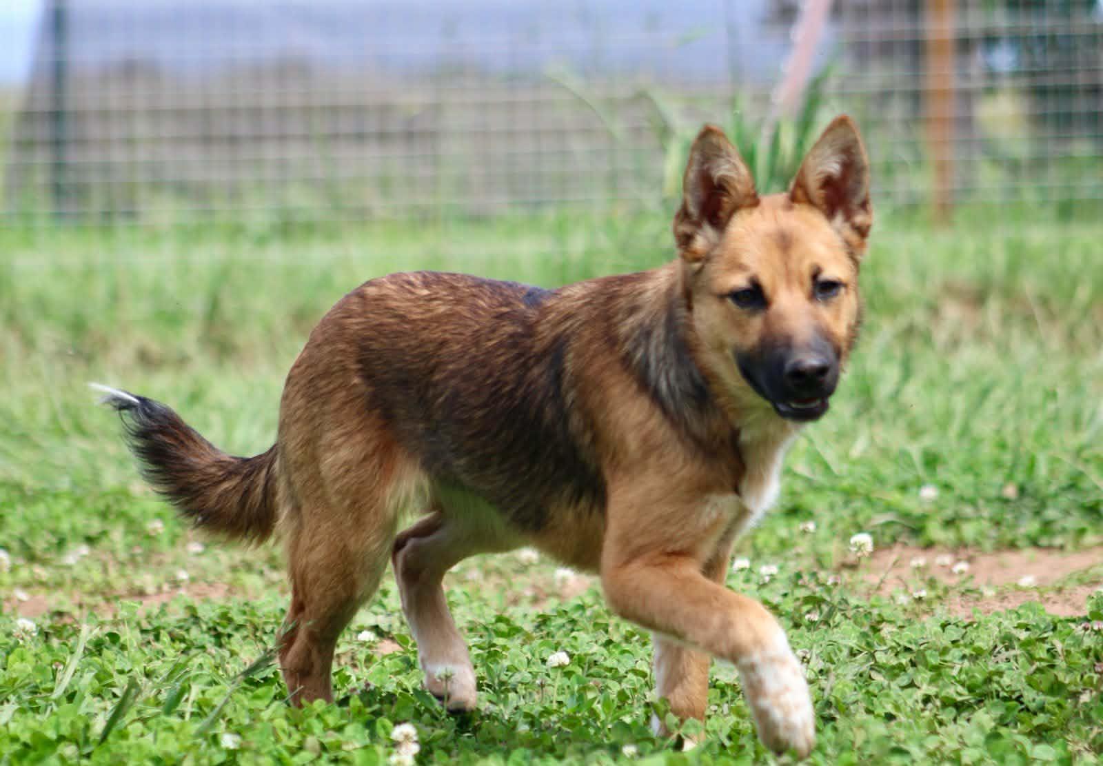 Enlarge Paxton!, a ADOPTABLE mixed breed in Roseville, CA image 2/6