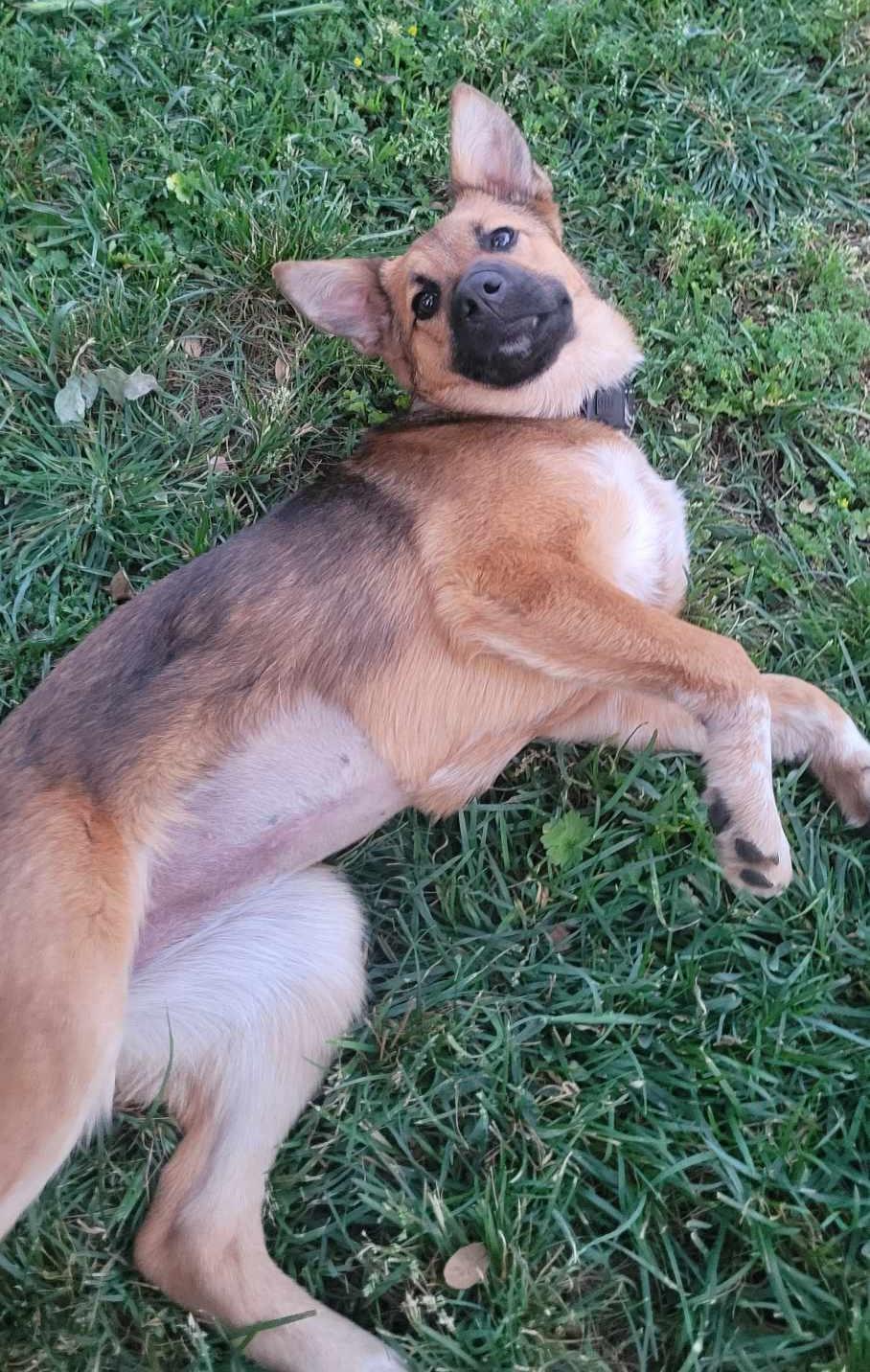 Enlarge Paxton!, a ADOPTABLE mixed breed in Roseville, CA image 3/5