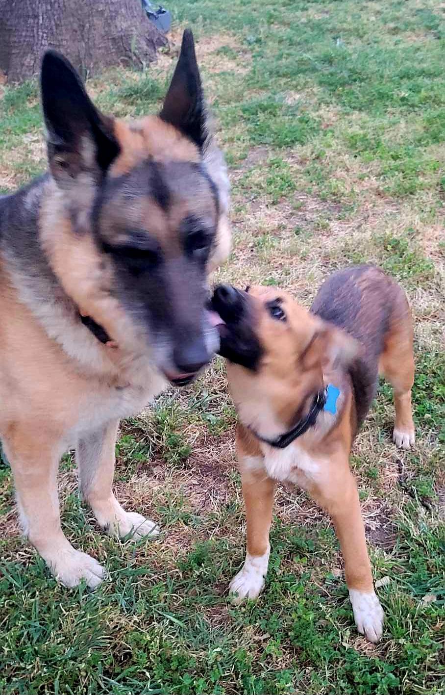 Enlarge Paxton!, a ADOPTABLE mixed breed in Roseville, CA image 5/5