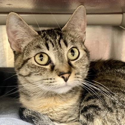 Enlarge Pretty Kitty, a Adoptable mixed breed in Burlington, WA image 1/3