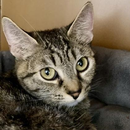 Enlarge Pretty Kitty, a Adoptable mixed breed in Burlington, WA image 2/3