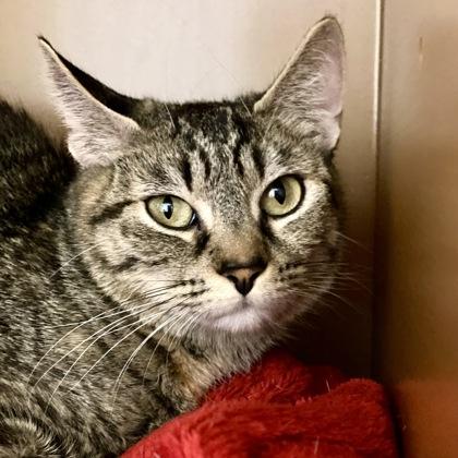 Enlarge Pretty Kitty, a Adoptable mixed breed in Burlington, WA image 3/3