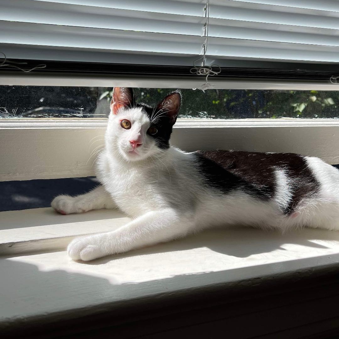 Enlarge Ghoul, a Adopted Domestic Short Hair in Portland, OR image 1/3