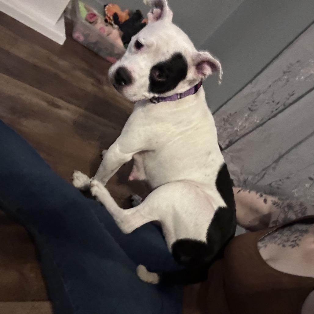 Enlarge Sadie, a Adoptable Mixed Breed in Springboro, OH image 1/6