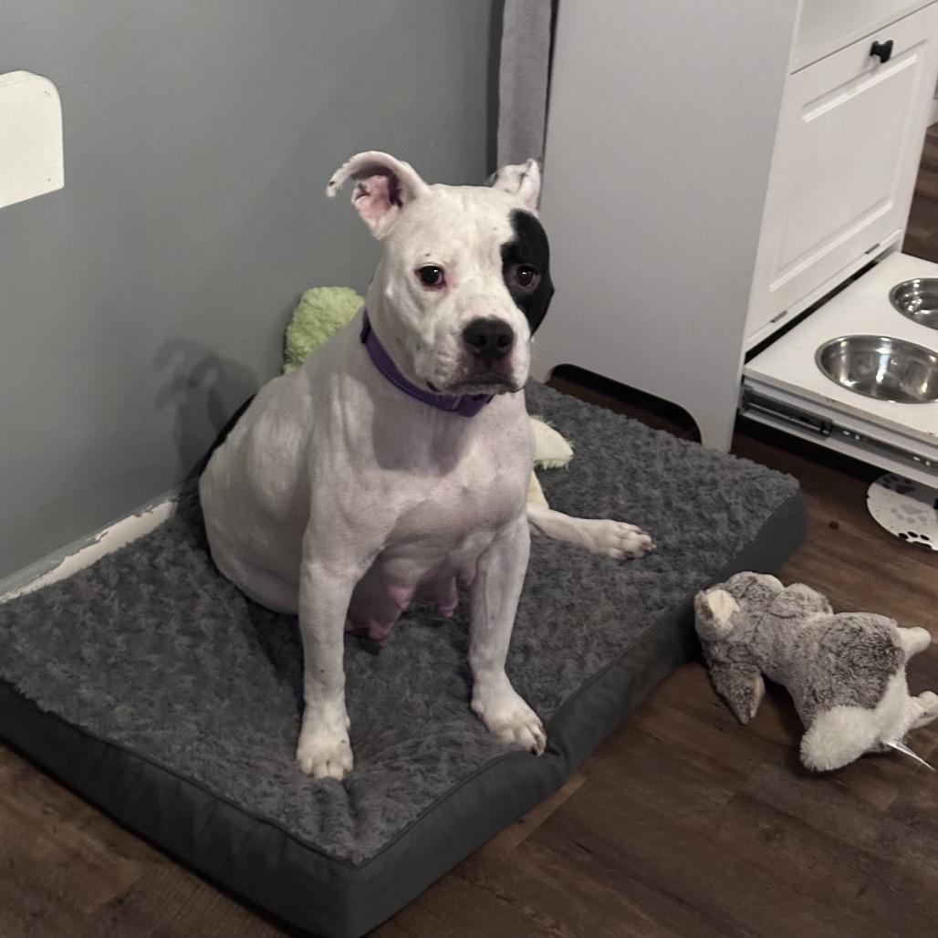 Enlarge Sadie, a Adoptable Mixed Breed in Springboro, OH image 4/6