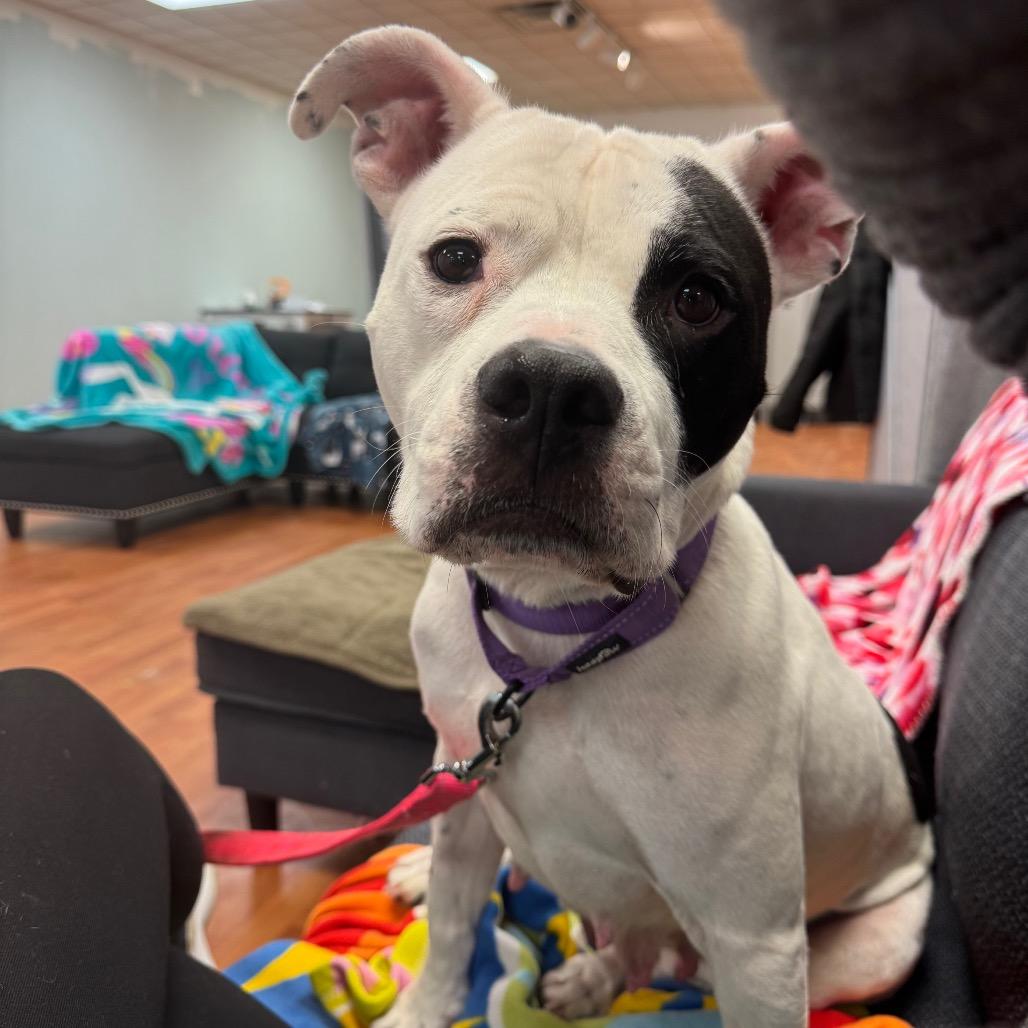 Enlarge Sadie, a Adoptable Mixed Breed in Springboro, OH image 5/6