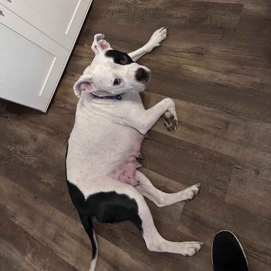 Enlarge Sadie, a Adoptable Mixed Breed in Springboro, OH image 6/6