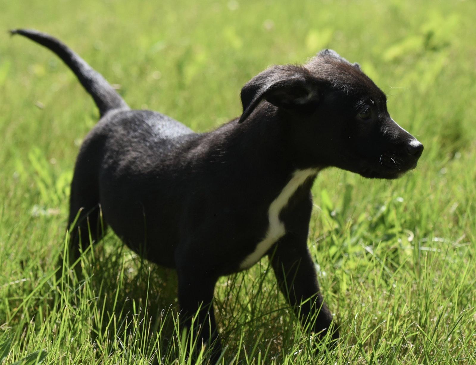 Enlarge Otter, a Adoptable mixed breed in Mechanicsburg, PA image 1/3