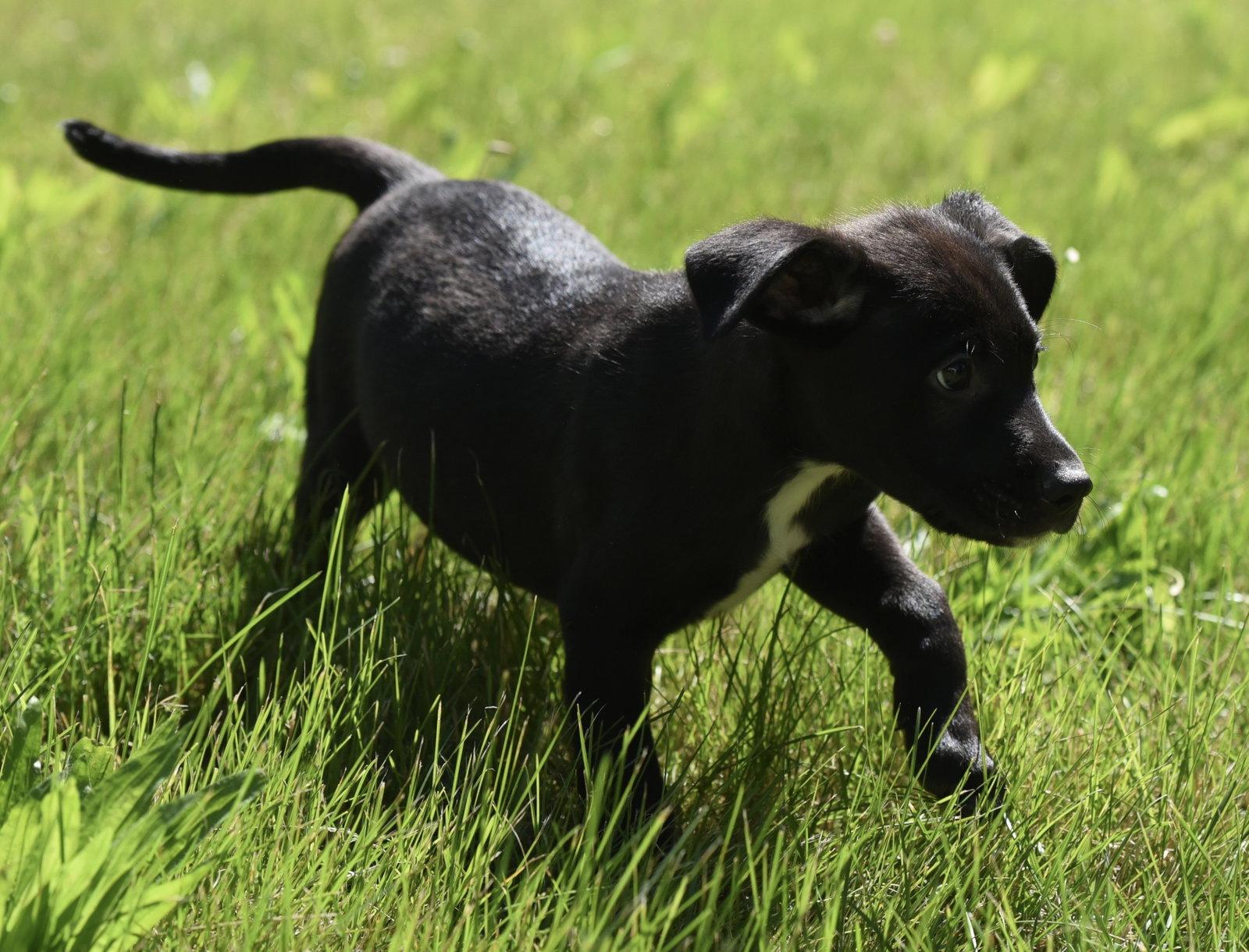 Enlarge Otter, a Adoptable mixed breed in Mechanicsburg, PA image 2/3