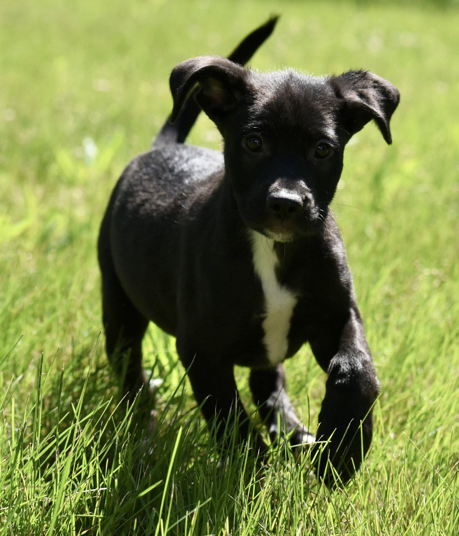 Enlarge Otter, a Adoptable mixed breed in Mechanicsburg, PA image 3/3