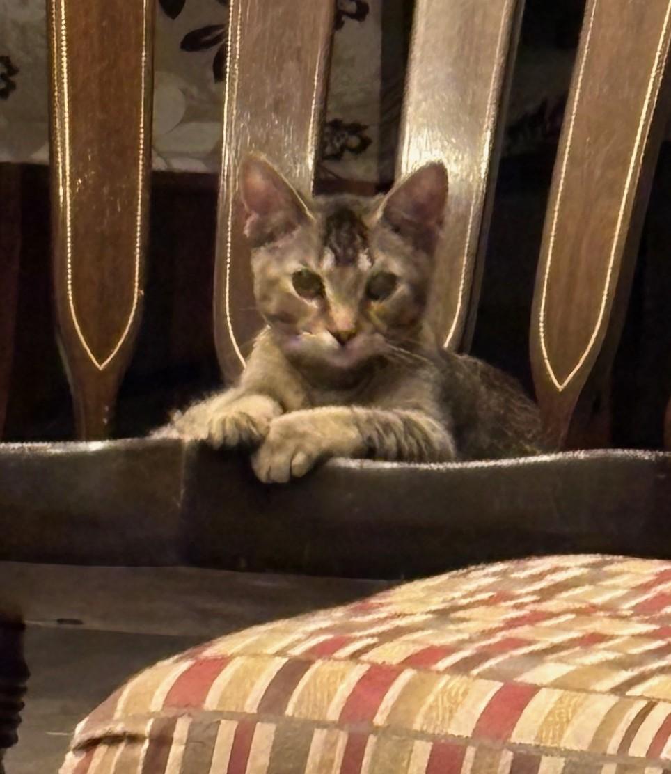 Enlarge Draco & Kendra, a ADOPTABLE Tabby in Macomb, MI image 2/6