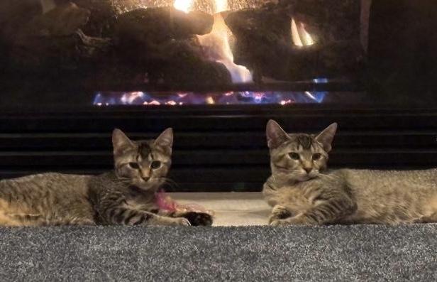 Enlarge Draco & Kendra, a ADOPTABLE Tabby in Macomb, MI image 1/6