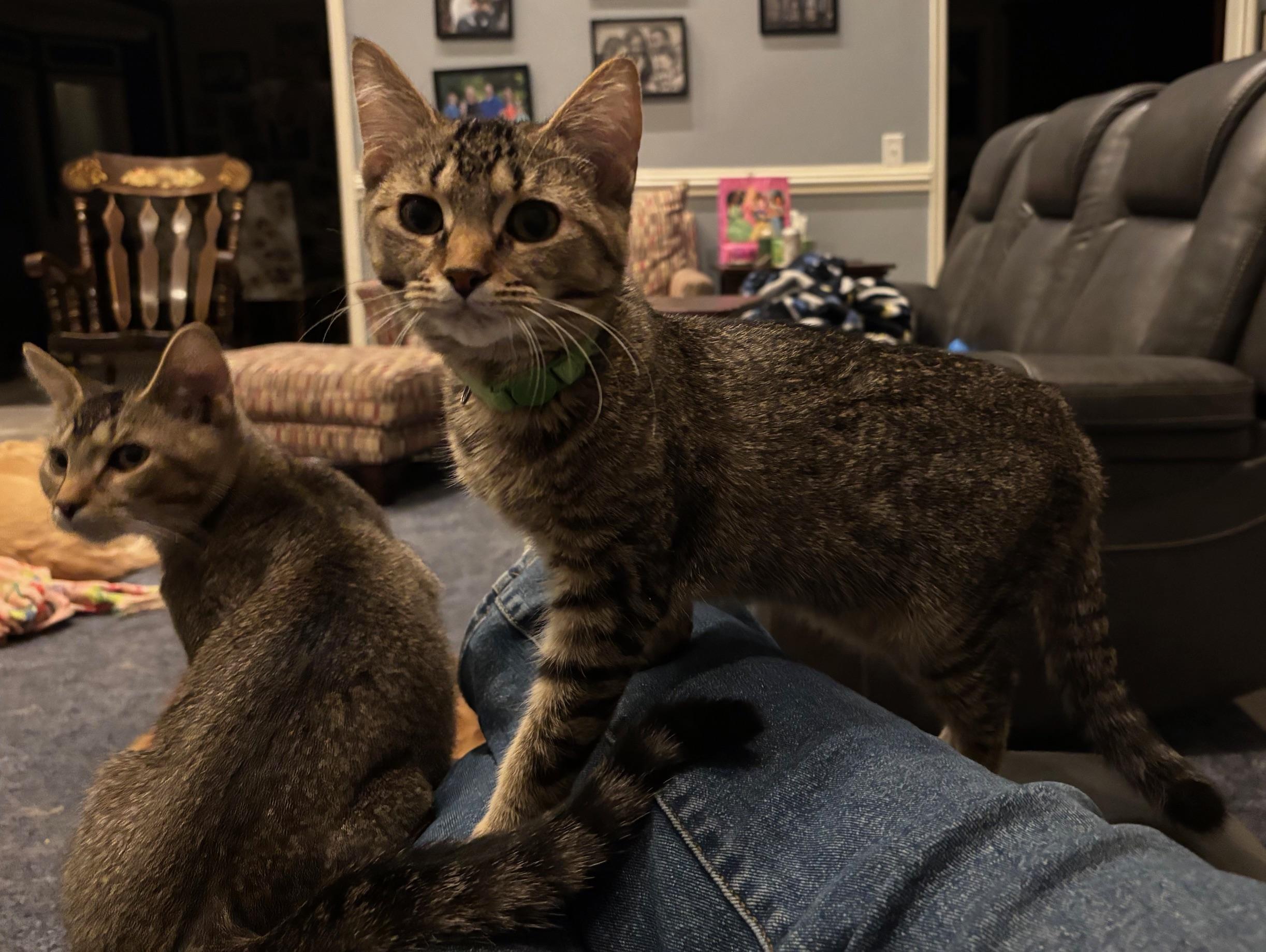 Enlarge Draco & Kendra, a ADOPTABLE Tabby in Macomb, MI image 4/6