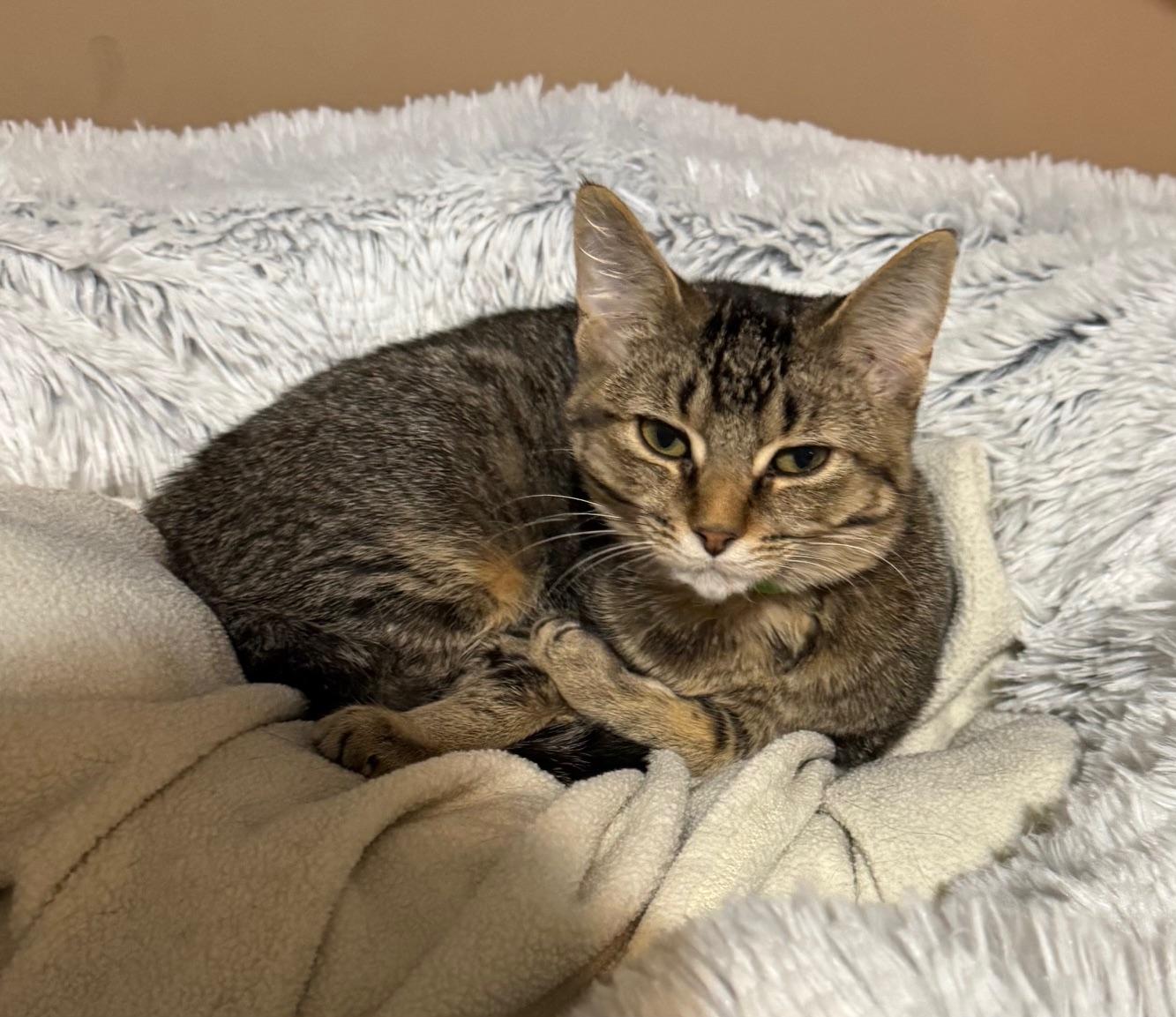 Enlarge Draco & Kendra, a ADOPTABLE Tabby in Macomb, MI image 3/6