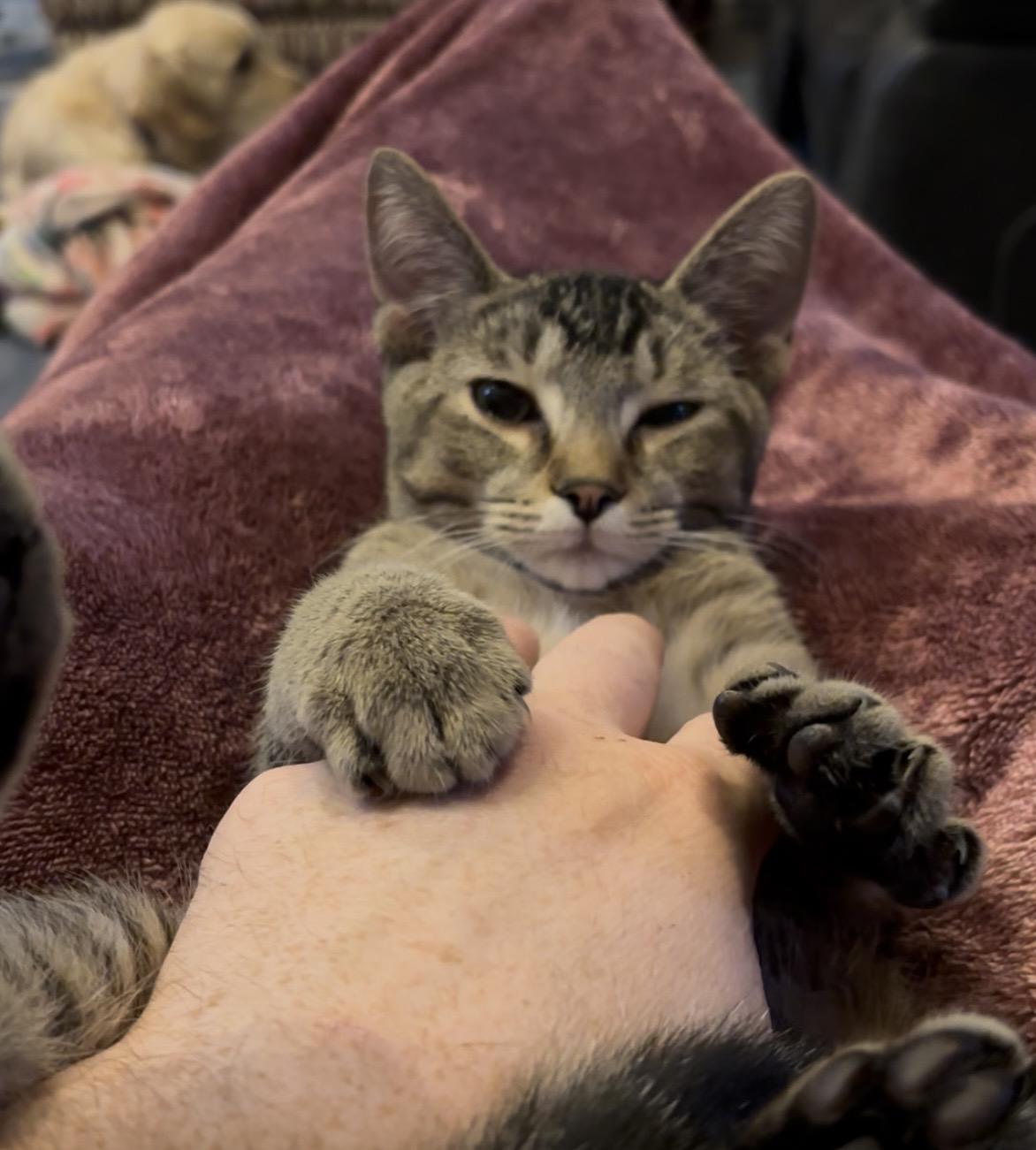 Enlarge Draco & Kendra, a ADOPTABLE Tabby in Macomb, MI image 6/6