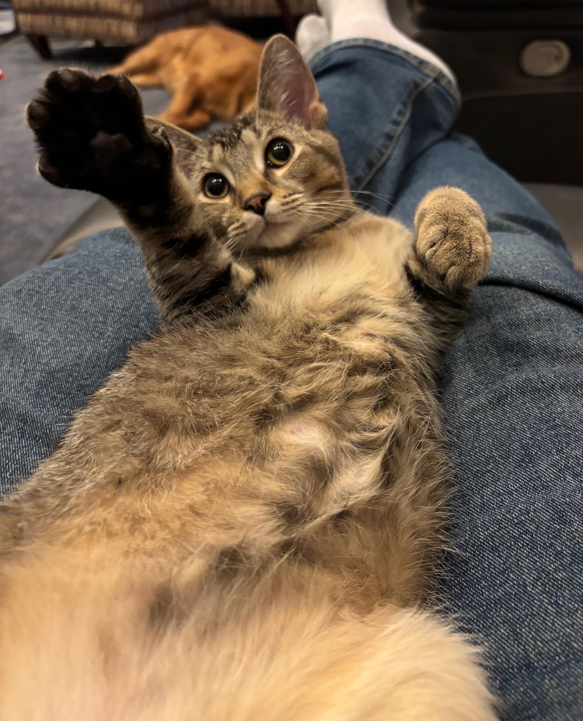 Enlarge Draco & Kendra, a ADOPTABLE Tabby in Macomb, MI image 5/6